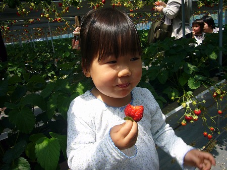 苺を食べる